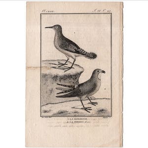 c. 1775 ANTIQUE BIRD engraving •  original antique print • antique bird print • ornithology print • Buffon print • wading and shore birds