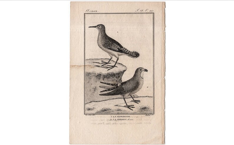 wading and shore birds buffon bird rare original antique print ornithology engraving 1775 ANTIQUE BIRD ENGRAVING