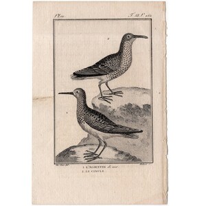 c. 1775 ANTIQUE BIRD engraving •  original antique print • antique bird print • ornithology print • Buffon print • wading song birds lark