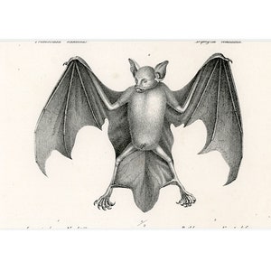 C. 1824 BATS lithograph • original antique print • chiroptera print • pipestrello • bat print • vampire print • chauve souris • roussette