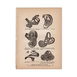 EAR ANATOMY antique print c. 1901 • original lithograph • medical illustration • human anatomy • hearing print • audiology audiologist gift