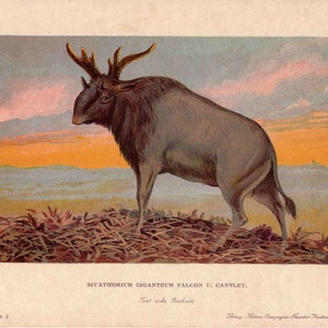 c. 1902 SIVATHERIUM Lithographie • original alter Druck - fossile Reptilien - ausgestorbener Tierdruck - prähistorisches Tier • Dinosaurier Druck