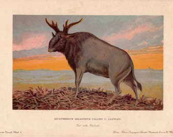 H. 1902 SIVATHERIUM Lithographie • Dinosaurier Druck • Fossile Reptilien • Dinosaurier Druck • Fossile Reptilien