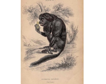 c. 1833 MONKEY APE PRIMATE Gravur • original antiker Druck • handkolorierte Gravur - der Couxio oder schwarzer Saki Affe