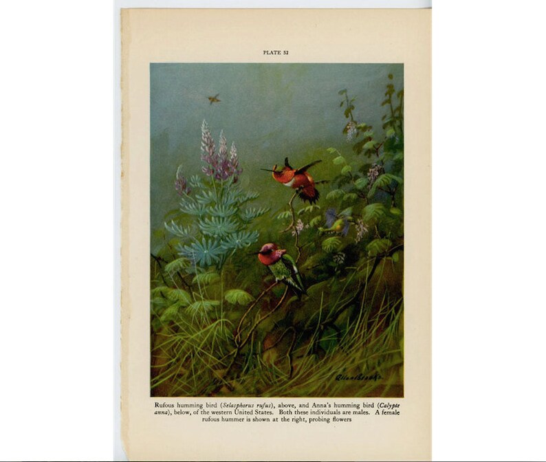 bird print c anna/'s hummingbird /& rufous hummingbird color lithograph 1934 HUMMINGBIRD PRINT original vintage print ornithology
