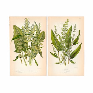 c. 1899 ANTIQUE BOTANICAL lithographs • set of 2 original antique prints • botany prints - Anne Pratt plant prints  • types of dock prints