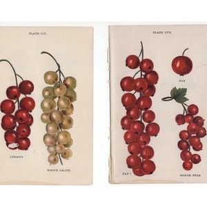 c. 1905 CURRANTS FRUIT lithographs - original antique prints - fruit prints - red currants and white currants - currants prints - set of 2