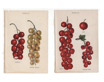 c. 1905 CURRANTS FRUIT lithographs - original antique prints - fruit prints - red currants and white currants - currants prints - set of 2