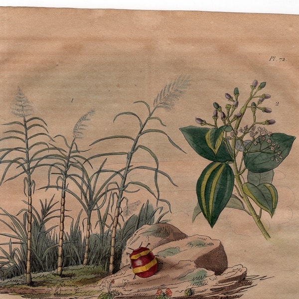 INSEKTSSKABBOR gravyr ca 1835 • original antikt tryck • handkolorerad gravyr • fåglar botaniska insekter blommor
