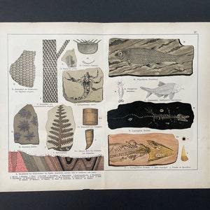c. 1878 LARGE FOSSIL lithograph • original antique print • prehistoric life print • fossil animals • prehistoric organisms • extinct animals