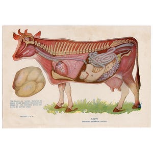 COW ANATOMY print c. 1926 • original antique print • animal anatomy • gift for Veterinarian • bovine cattle • internal organs of cattle