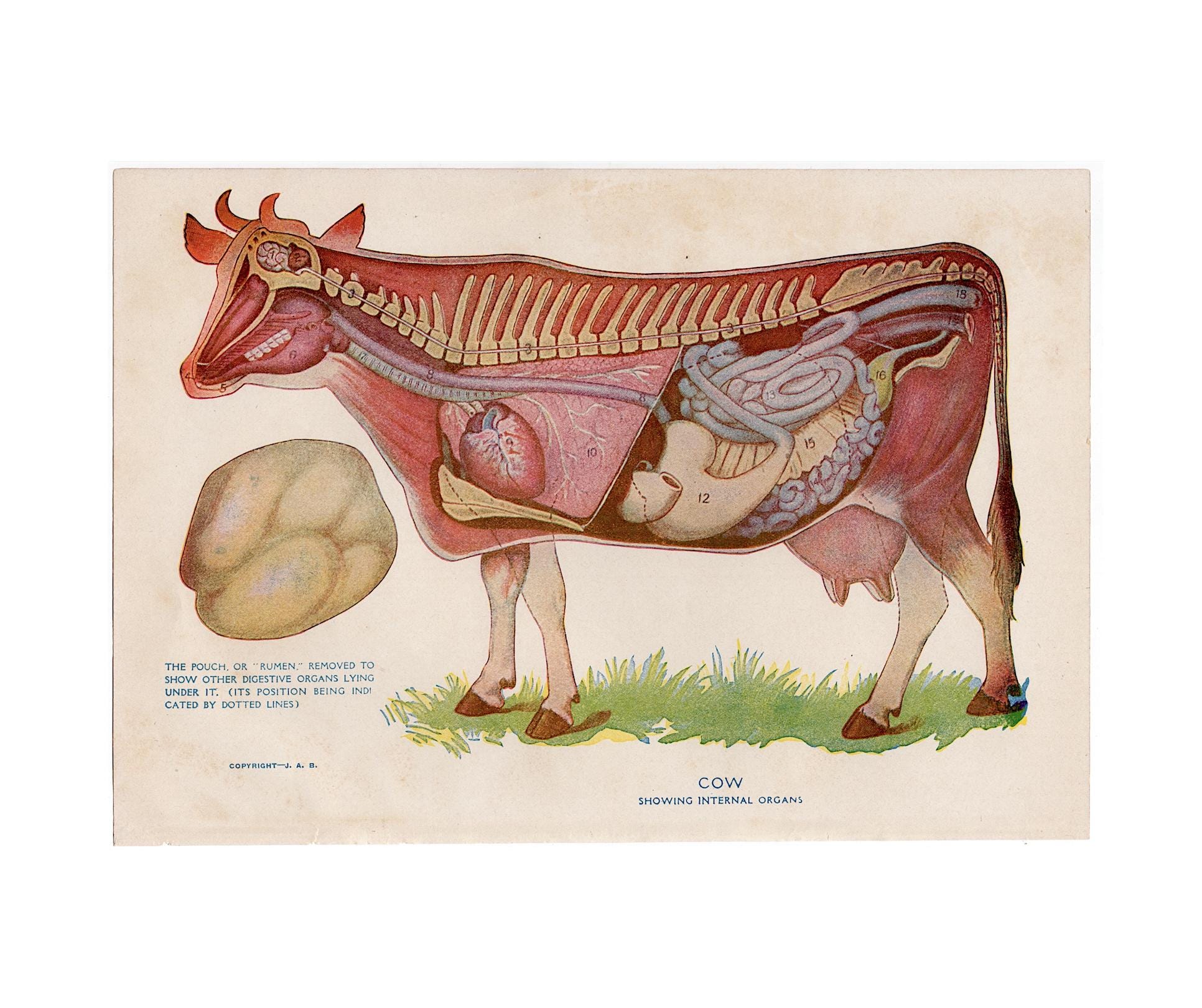 牛の解剖学の版画 1926年頃 • オリジナルのアンティーク版画 • 動物の