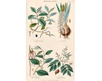 c. 1857 MEDICINAL PLANTS lithograph • original antique print • medical plants • medicinal botany • ipecac, squill, sarsaparilla, Copaiba