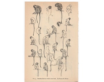 c. 1934 ANIMAL SKETCHES MONKEYS lithograph - vintage animal print - Zoo animal from National Zoological Park - monkey print