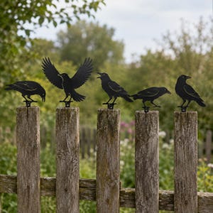 Peut inclure: Cinq silhouettes de corbeaux en métal noir fixées au sommet de poteaux de clôture en bois. Chaque figurine d'oiseau est représentée dans une pose différente, dont une avec les ailes déployées, une avec le bec ouvert et d'autres en alerte.