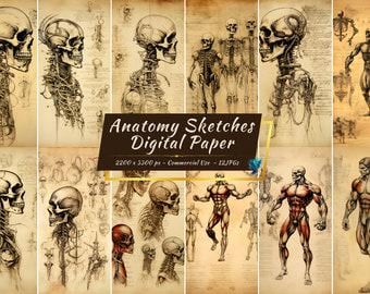 アンティーク解剖図 大判アート作品 アート ビンテージ 博物学 19世紀 イクチオサウルス化石標本図