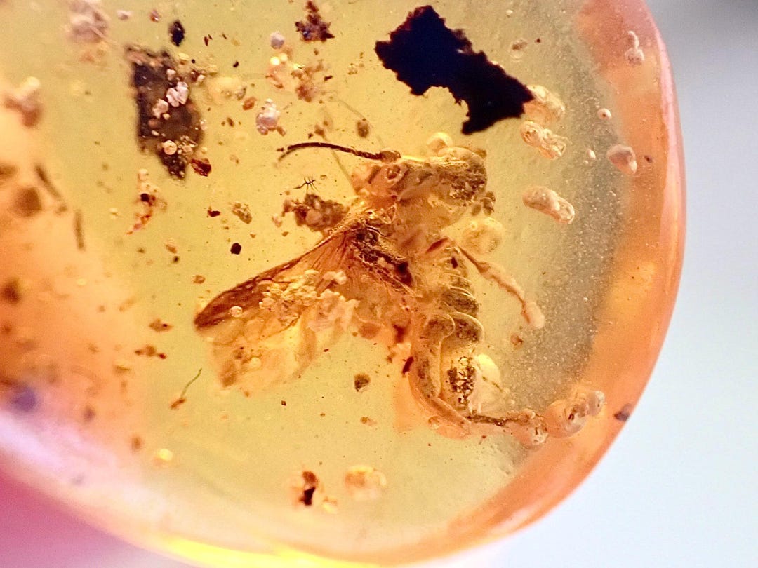 EXTINCT Giant TRUE BEE With Pollen Balls Attched Burmite Amber Fossil ...