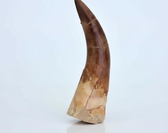 Plesiosaurus Tooth Fossil – Ancient Sea Dinosaur – Genuine Prehistoric Specimen