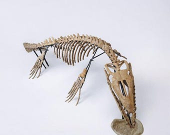 Prehistoric Mosasaur Fossil Skeleton – 14 ft Dinosaur Era