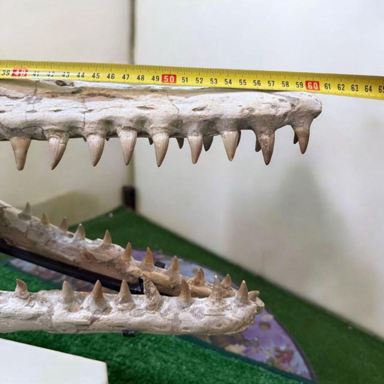 天然モササウルス頭蓋骨化石｜先史時代の海洋爬虫類の頭蓋骨｜恐竜の