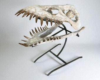Fossilized Plesiosaur Skull: Cretaceous Marine Reptile Display