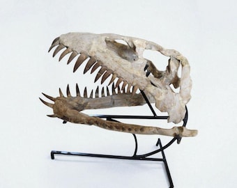 Plesiosaur Skull Fossil: Authentic Cretaceous Marine Reptile Display
