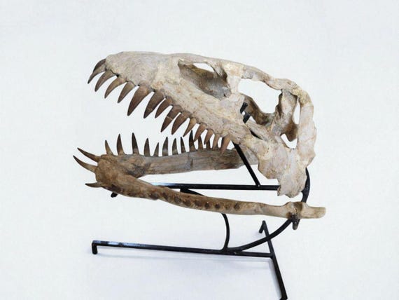 プレシオサウルスの頭蓋骨化石：本物の白亜紀海洋爬虫類の展示 - Etsy 日本