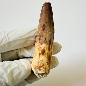 Spinosaurus Tooth Fossil: 7cm Cretaceous Dinosaur Collectible, Kem Kem Morocco
