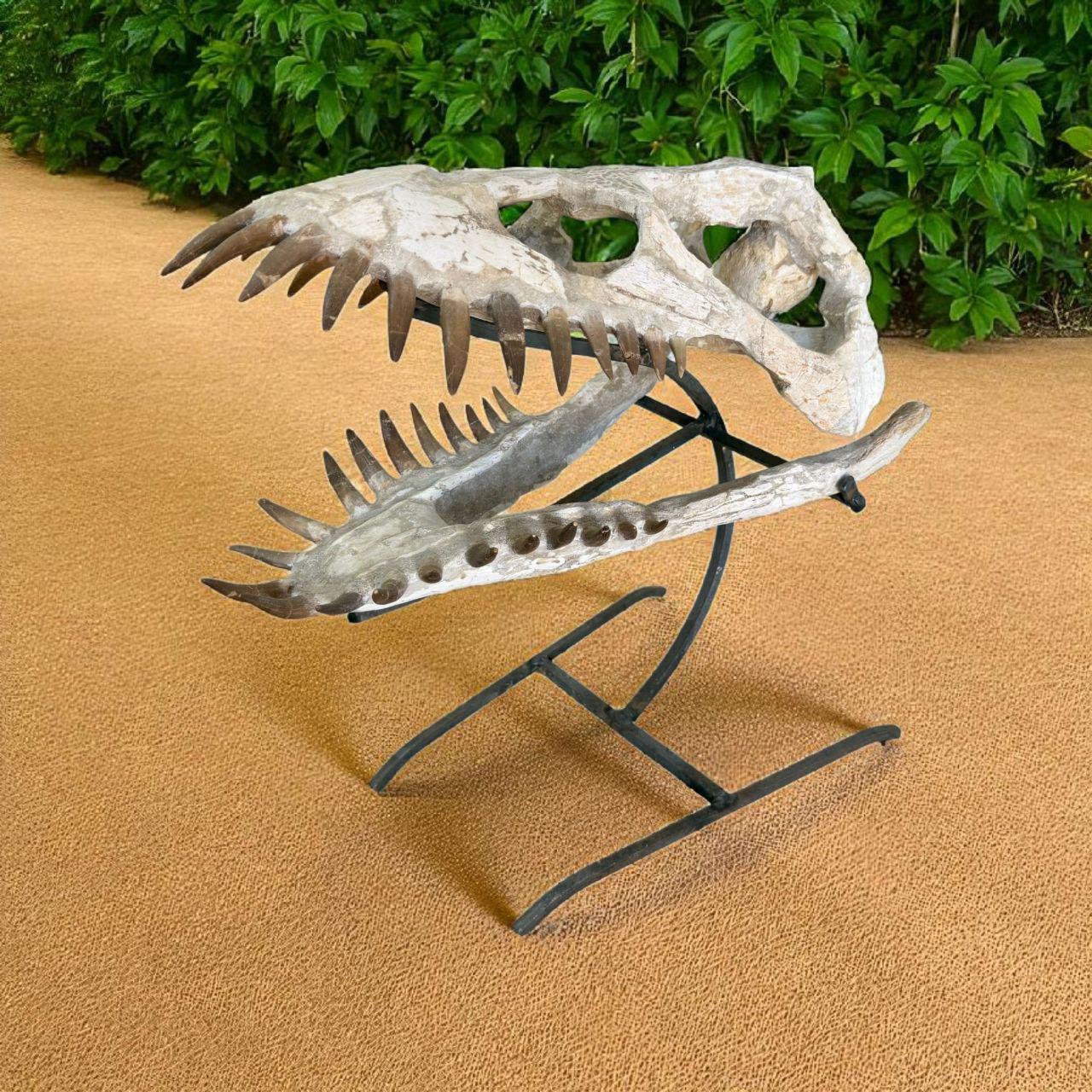 化石化したプレシオサウルスの頭蓋骨：白亜紀の海洋爬虫類展示 - Etsy 日本