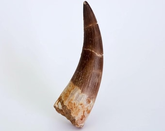 Plesiosaurus Tooth Fossil – Marine Reptile Dinosaur – Authentic Cretaceous Fossil