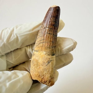 Spinosaurus Tooth Fossil: 7cm Cretaceous Predator, Kem Kem Morocco