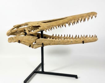 モササウルス　頭蓋骨　化石　レプリカ モササウルスの恐竜の頭蓋骨 モササウルスのレプリカ 恐竜の化石頭蓋骨