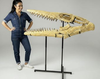 モササウルス　頭蓋骨　化石　レプリカ モササウルスの恐竜の頭蓋骨 モササウルスのレプリカ 恐竜の化石頭蓋骨