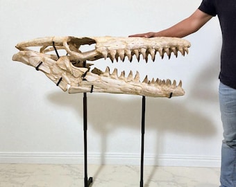 Cráneo fósil raro de Mosasaurus beaugei: auténtico ejemplar de reptil del Cretácico