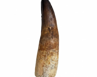トリケラトプスの歯 - 白亜紀 - 6800万年前～6600万年前