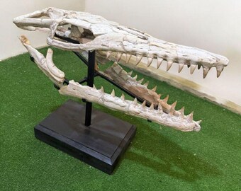 天然モササウルス頭蓋骨化石｜先史時代の海洋爬虫類の頭蓋骨｜恐竜の
