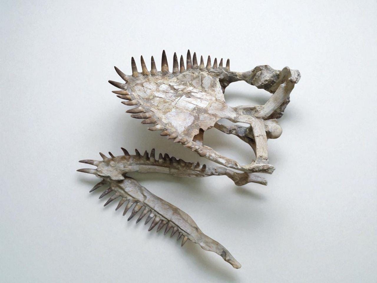 プレシオサウルスの頭蓋骨化石：本物の白亜紀海洋爬虫類の展示 - Etsy 日本