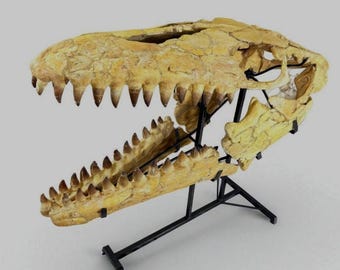 Authentic Mosasaur Skull – Giant Mosasaur Fossil | 70 Million Years Old - Etsy