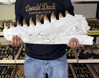 Huge Fossilized Mosasaur Jaw – Authentic Cretaceous Marine Reptile Fossil – Rare Natural Specimen