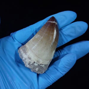 Dinosaur Tooth Fossil Mosasaur Mosasaurus 100% Genuine XL Tooth