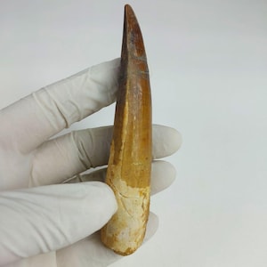 Authentic Spinosaurus Dinosaur Tooth Fossil 10cm – Cretaceous Dinosaur Fossil from Morocco – Real Prehistoric Collectible