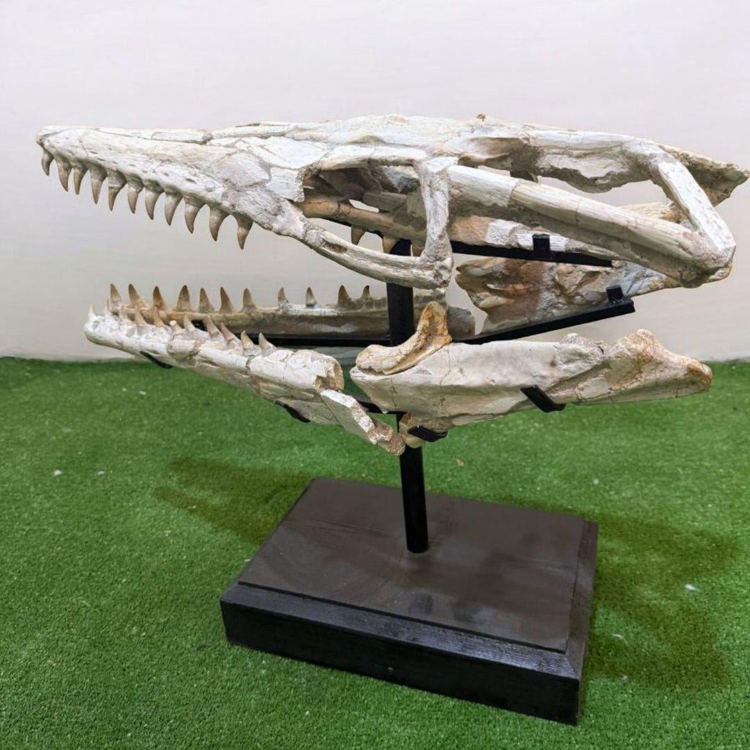 Fósil de cráneo de Mosasaurus Platecarpus: reptil marino del Cretácico,  23,6 pulgadas - Etsy México, image size:1080x1080
