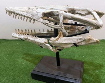 モササウルス　頭蓋骨　化石　レプリカ モササウルスの恐竜の頭蓋骨 モササウルスのレプリカ 恐竜の化石頭蓋骨