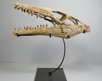 Fósil de cráneo de Thalassotitan Atrox de 60 cm / Ejemplar de mosasaurio del Cretácico