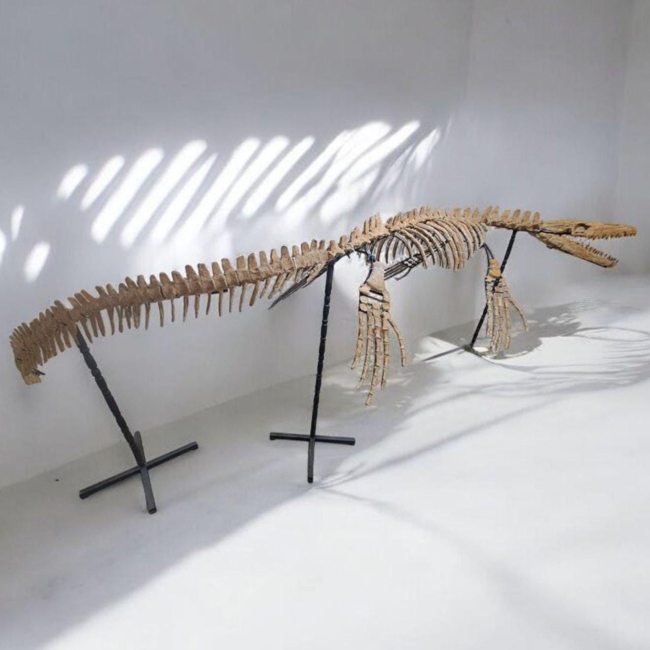 先史時代のモササウルスの化石骨格 – 14フィート恐竜時代 - Etsy 日本