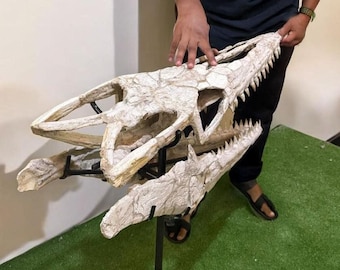Mosasaur Skull Fossil: Platecarpus Marine Reptile, Cretaceous
