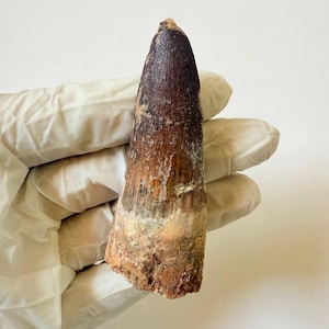 Dinosaur Spinosaurus Tooth Fossil – Large 7cm Authentic Cretaceous Dinosaur Specimen from Kem Kem