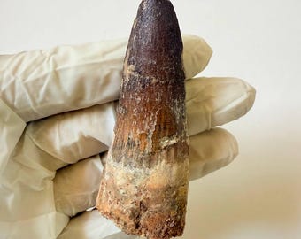 本物のメガロサウルス恐竜の歯の化石 - メガロサウルス科 | エルラズ層