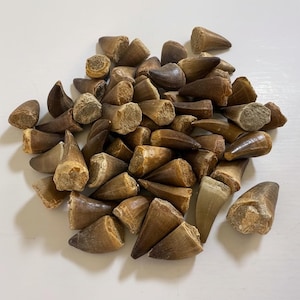May include: A collection of fossilized teeth, varying in size and shape, with a range of brown and tan hues. The teeth have a conical form, with some showing the root structure. The overall appearance suggests a paleontological find.