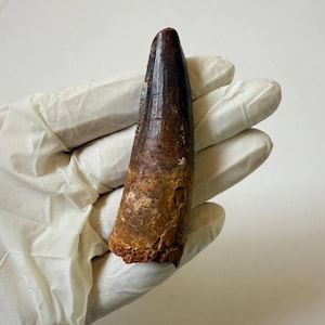 Dinosaur Spinosaurus Tooth Fossil 7.5cm – Genuine Cretaceous Dinosaur Fossil from Kem Kem Perfect for Display and Education